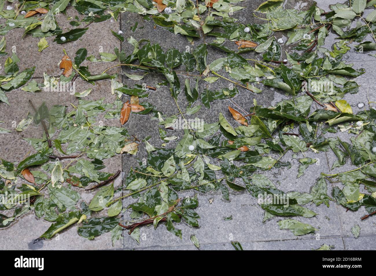 Les feuilles tombent au sol par temps pluvieux Banque D'Images