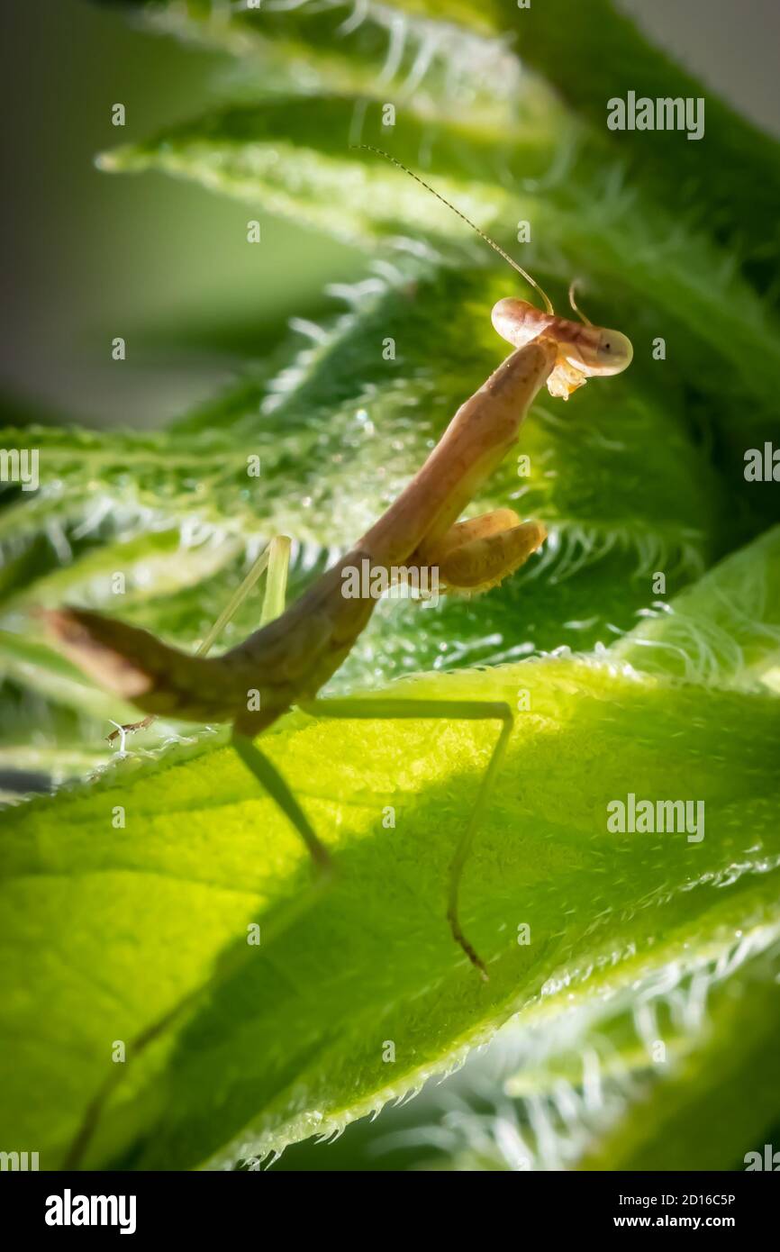 La mante de prière brune (Mantis religiosa) se cachant dans le feuillage vert Banque D'Images