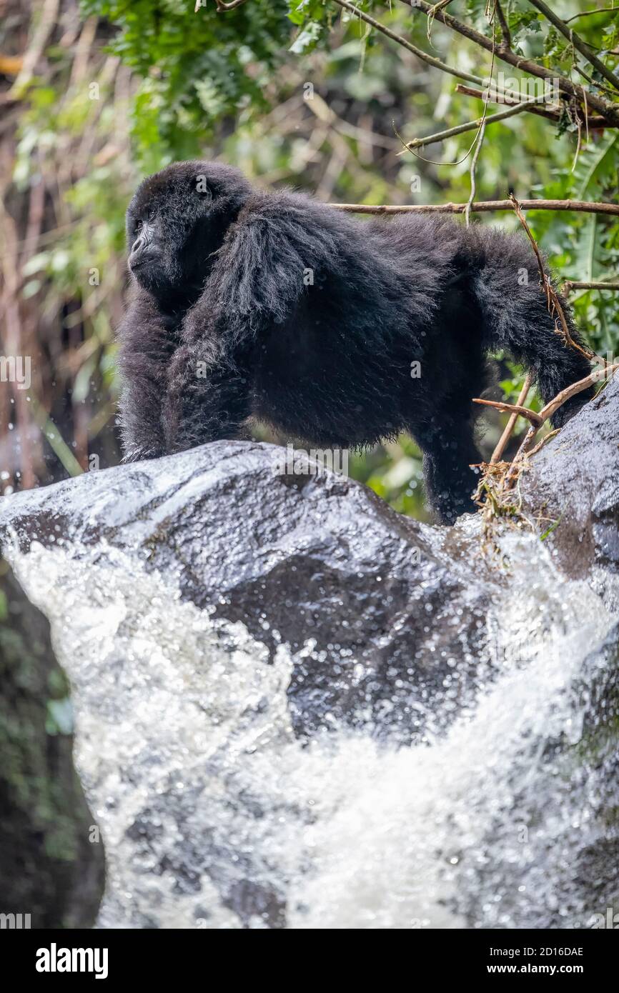 L'Ouganda, le Mgahinga, le parc national du Gorilla de Mgahinga, en Ouganda, est adjacent au parc national des Virunga, en République démocratique du Congo, et à la Volca Banque D'Images