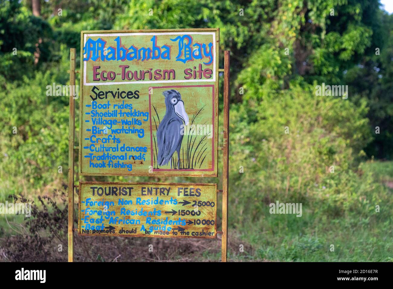 Ouganda, marais de Mabamba, entrée à la réserve de Mabamba pour voir le bec-de-randonnée du Nil (Balaeniceps rex), qui se nourrit principalement de laungfish (protoptera = poney Banque D'Images