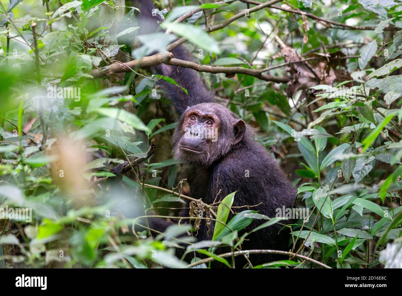 Chimpanzé (Pan troglodytes) mâle , Ouganda, Parc national de Kibale Banque D'Images