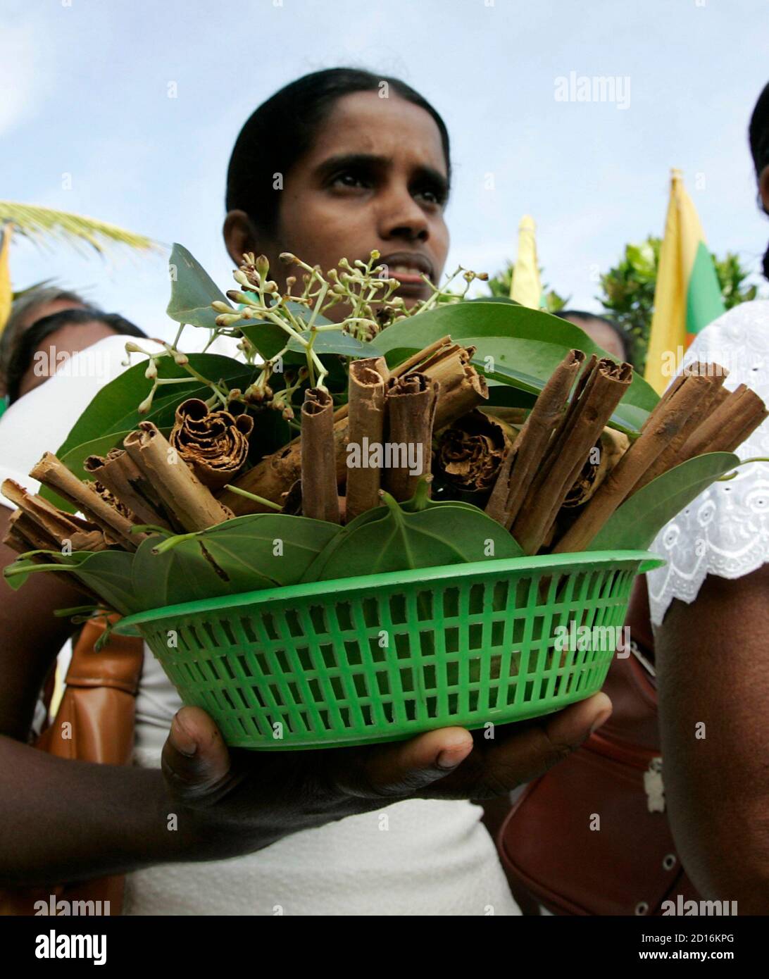Un producteur de cannelle porte une partie de sa culture lors d'une procession à Hikkaduwa, le 22 décembre 2007. Dansant à la batterie traditionnelle, les producteurs de cannelle sri lankais ont offert une partie de leur récolte aux dieux païens samedi en reconnaissance d'une reprise régulière après le tsunami de 2004. REUTERS/Anurudha Lokuhapuarachchi (SRI LANKA) Banque D'Images