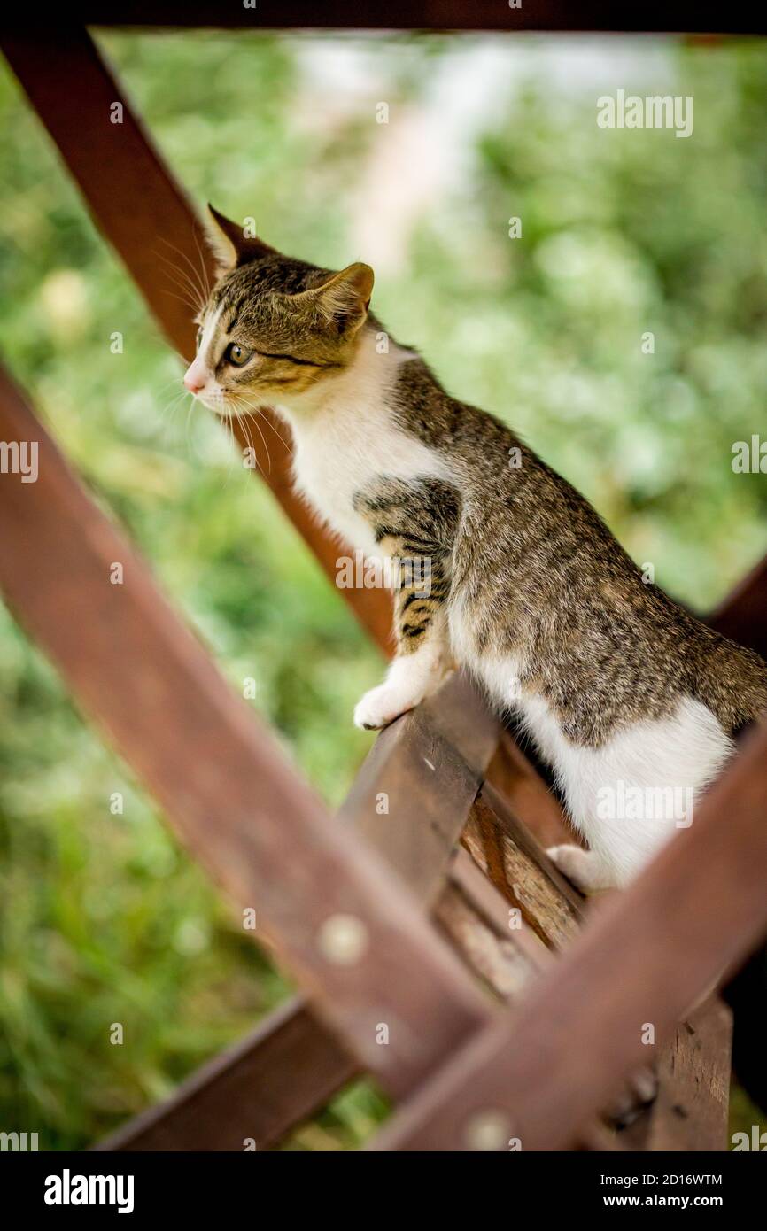 Chaton noir, brun et blanc regardant et jouant sous une table en bois, animaux domestiques, photographie d'animaux de compagnie de chat jouant à l'extérieur, foyer sélectif peu profond, fond d'herbe verte floue Banque D'Images