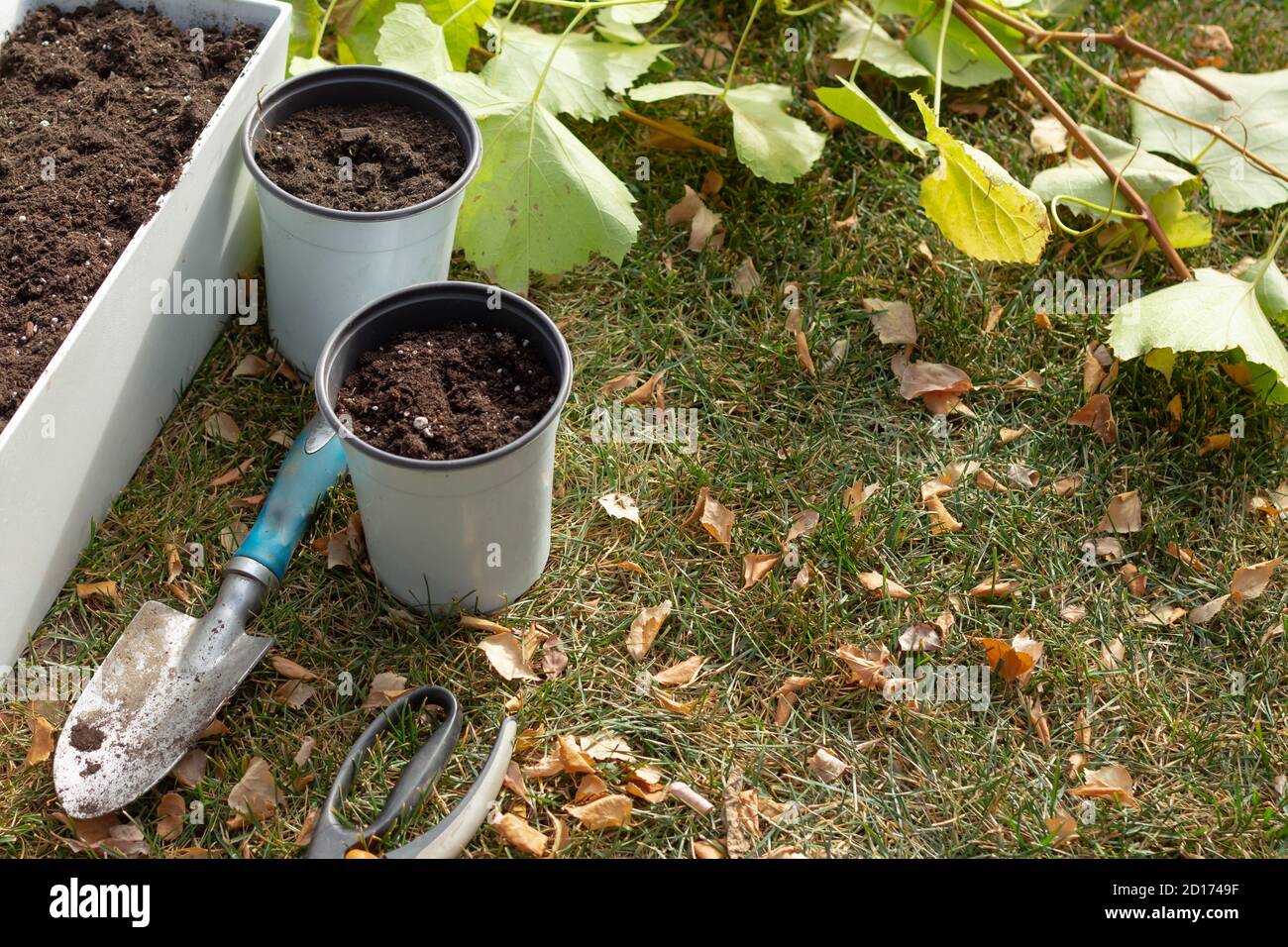 Outils et pots de jardinage en automne pour prendre la vigne de raisin boutures Banque D'Images