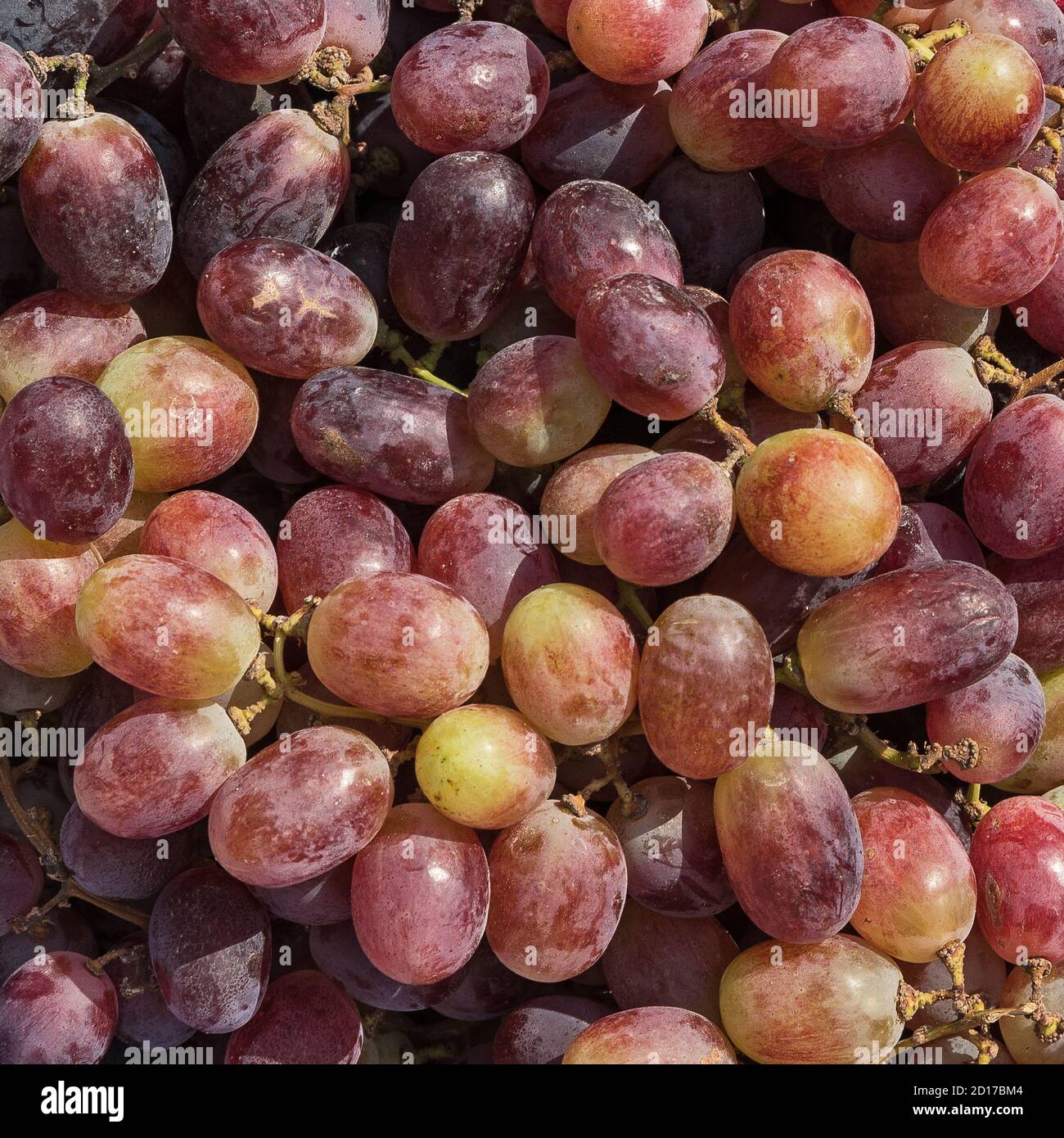 gros plan macro de raisins de table israéliens luscious regardant rouge dans un format carré avec différentes nuances de rouge, vert, violet, et jaune Banque D'Images