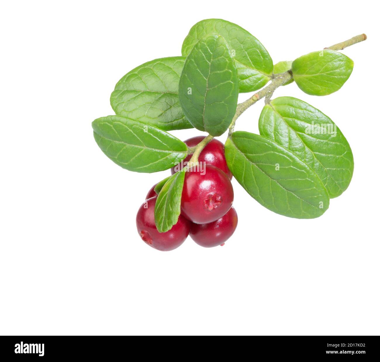 Canneberge. Canneberge avec feuilles isolées sur blanc. Baies de lingonis. Branches de la forêt de cowberriesw. Baie sauvage de cowberry. Banque D'Images