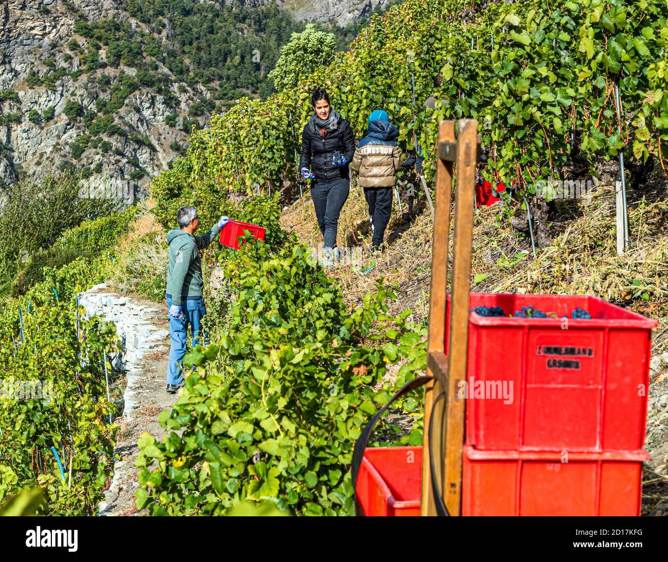 Le plus haut vignoble de Visperterminen d'Europe Visp, Suisse.À la fin du mois de septembre est la récolte de raisins dans les petites parcelles.Pour cela, les familles se réunissent et tout le monde aide.Voici le Pinot Noir Banque D'Images