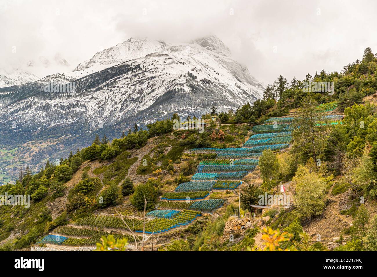 Le plus haut vignoble de Visperterminen d'Europe Visp, Suisse.C'est la fin de septembre et les derniers jours de la récolte du raisin.Sur les montagnes il y a la première neige fraîche.Les raisins sont protégés par des filets Banque D'Images