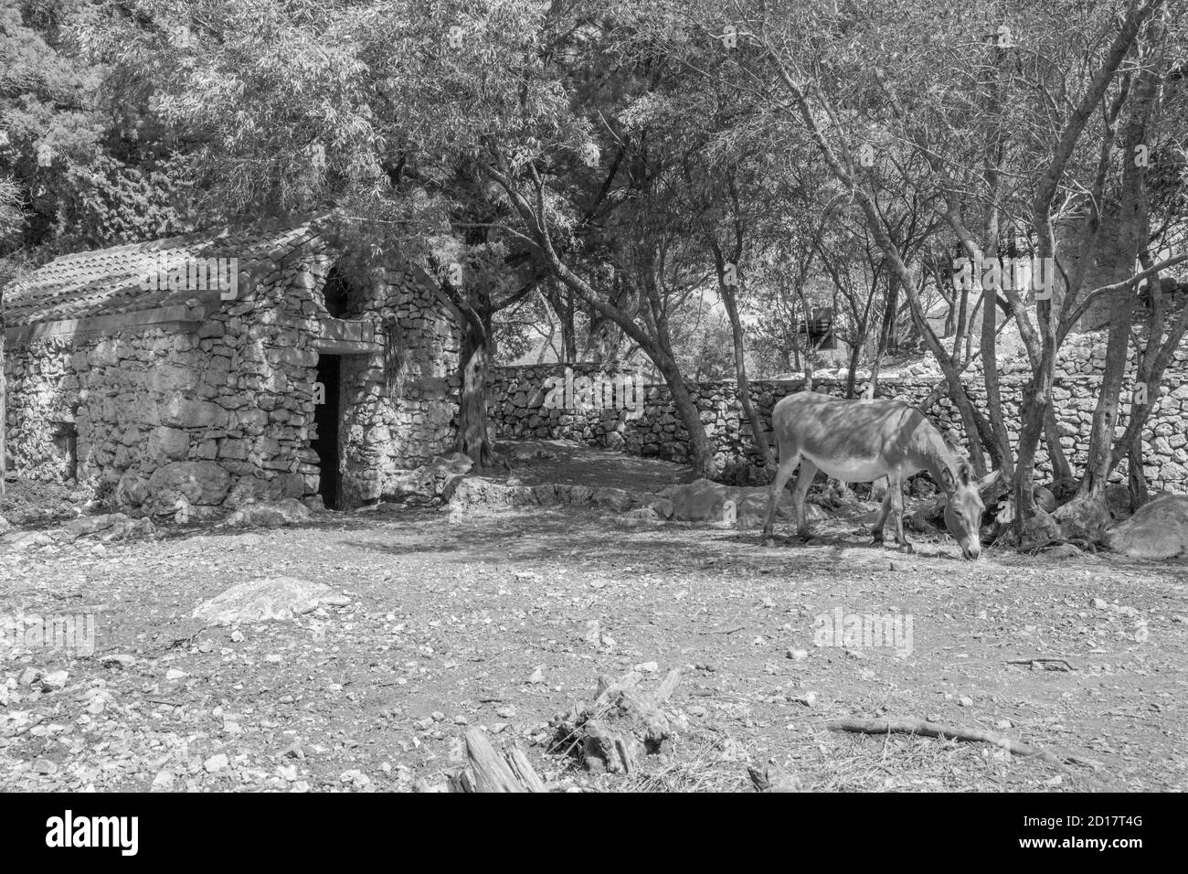 Croatie - l'âne dans le petit jardin du monastère bénédictin de Sainte-Marie sur l'île de Mljet. Banque D'Images