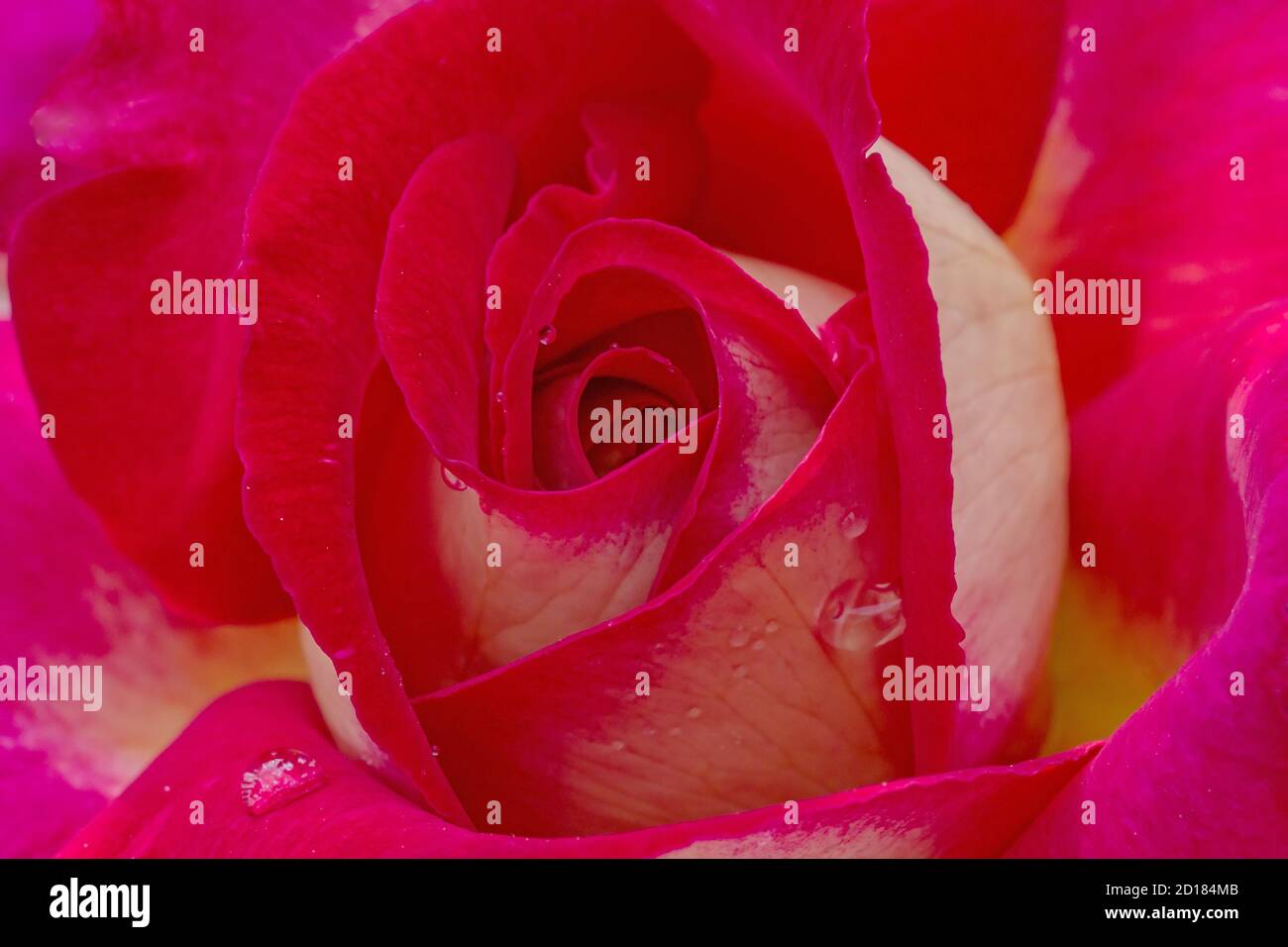 gros plan de la belle fleur rose pourpre Banque D'Images