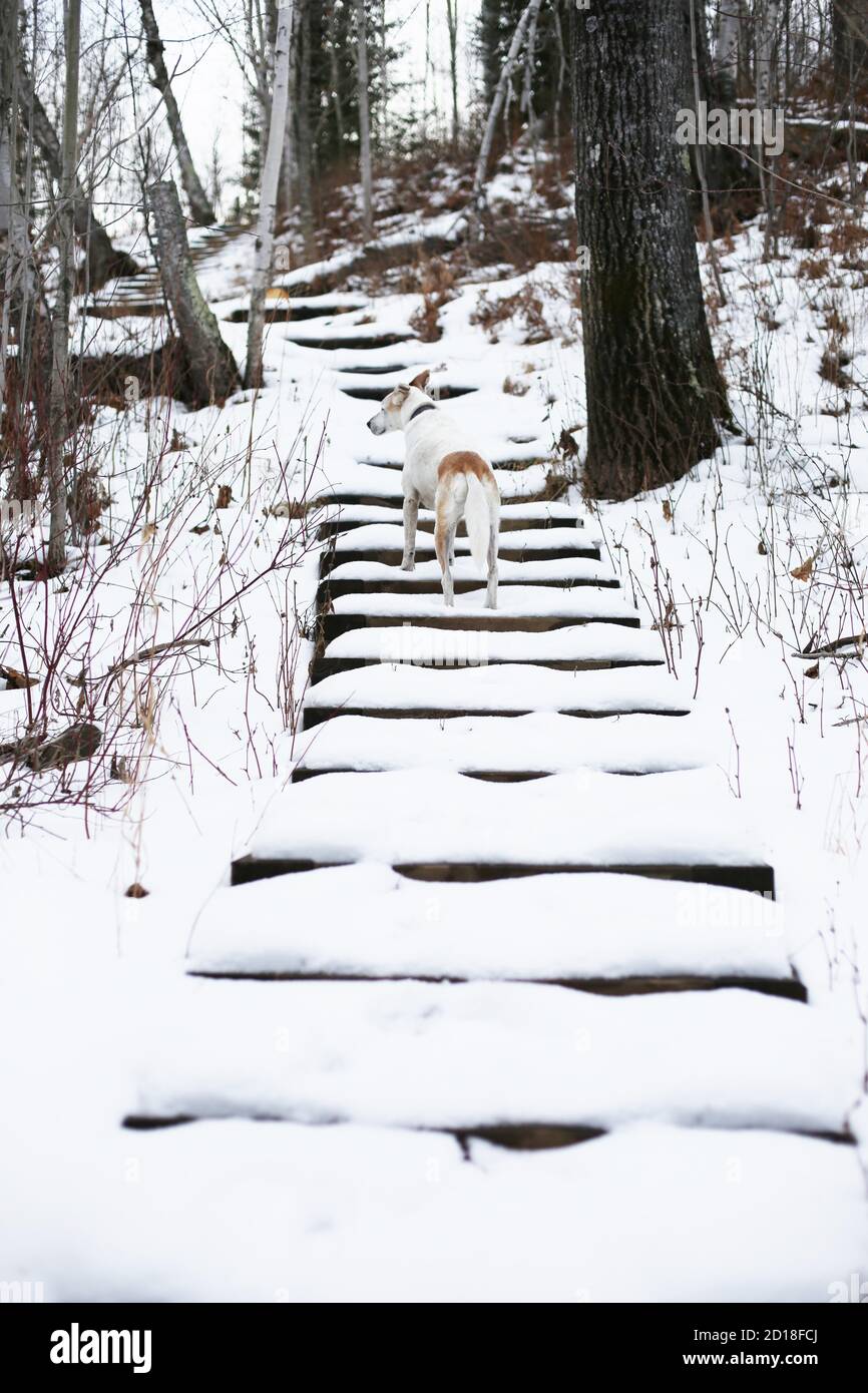 Un chien marchant dans la neige a couvert des marches en plein air. Banque D'Images