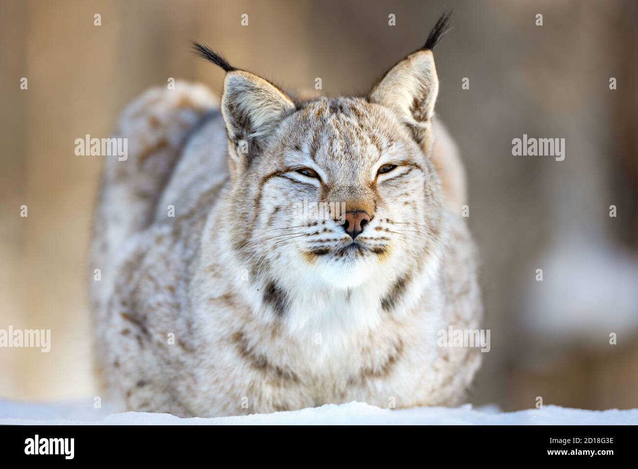 Gros plan du lynx eurasien reposant sur la neige Banque D'Images