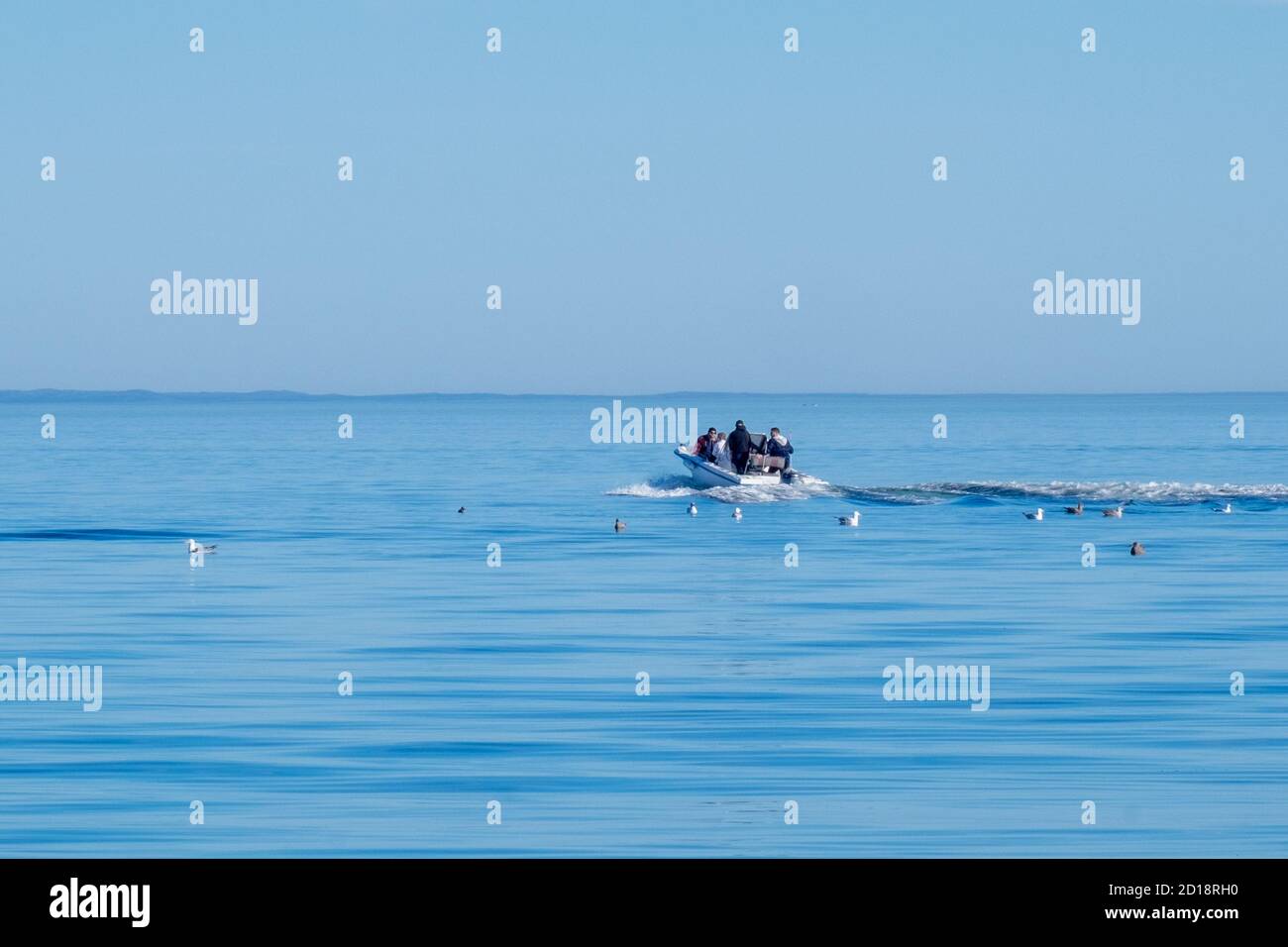 St. John's, Terre-Neuve-et-Canada - octobre 2020 : quatre adultes dans un bateau de pêche blanc avec un petit moteur se dirigent vers l'horizon. Banque D'Images