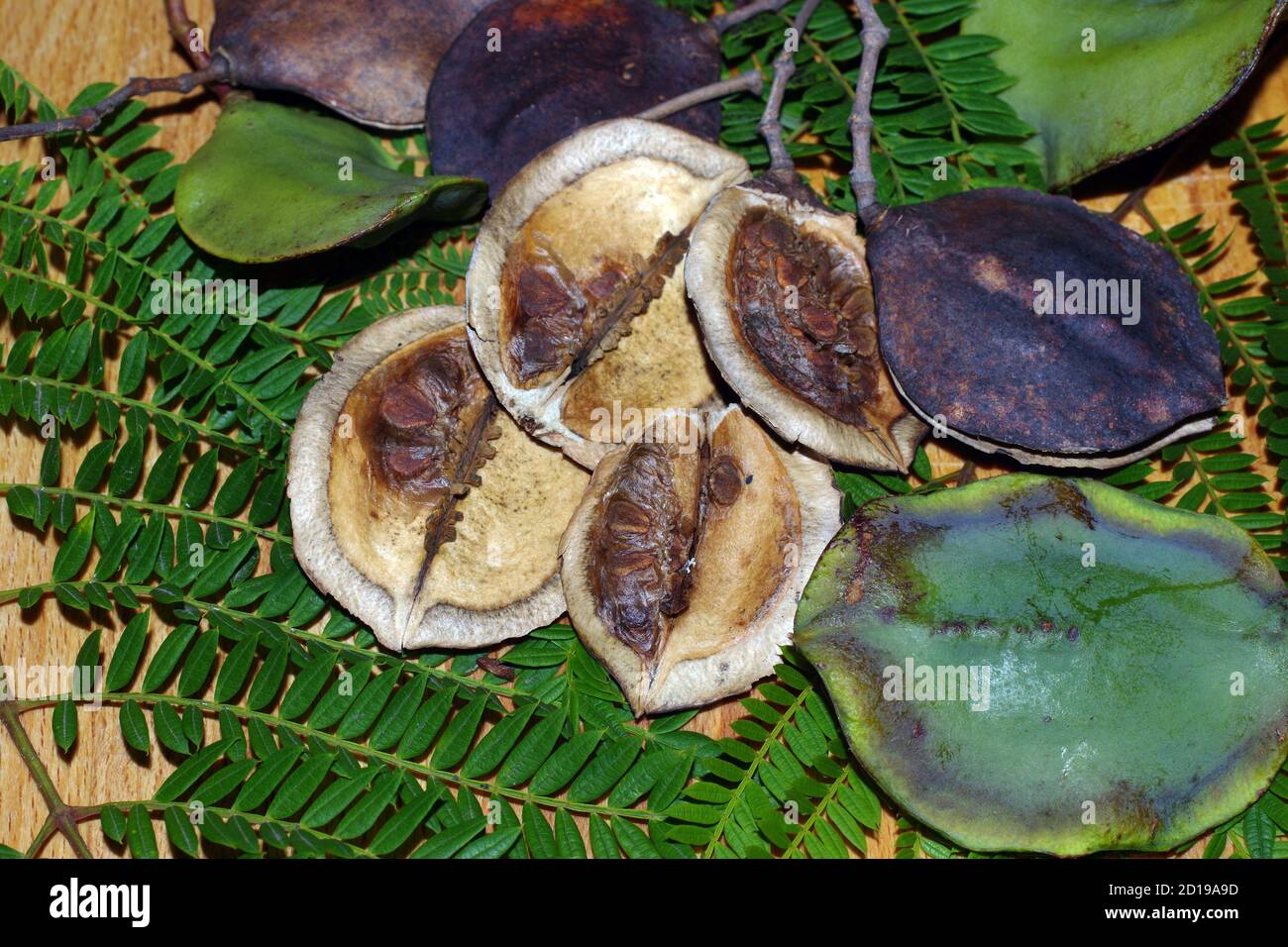 Fruits de jacaranda bleu (jacaranda mimosifolia) Banque D'Images