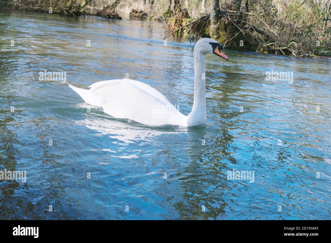 Belle baignade blanche sur le lac au parc à beau soleil jour Banque D'Images
