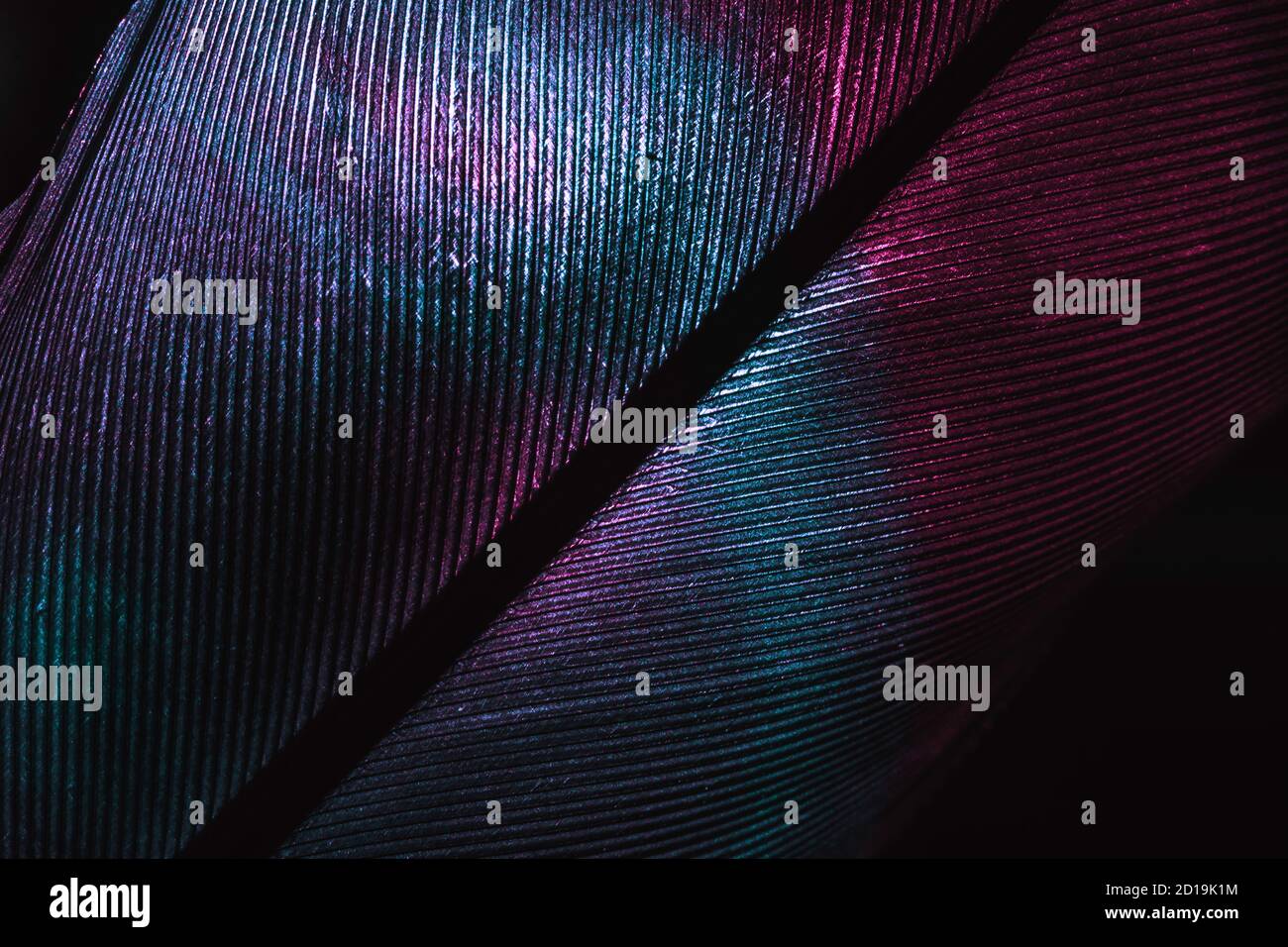 Gros plan plumes oiseau néon multicolore lumière. Superbe texture d'arrière-plan pour un design élégant. Vue Macro. Banque D'Images