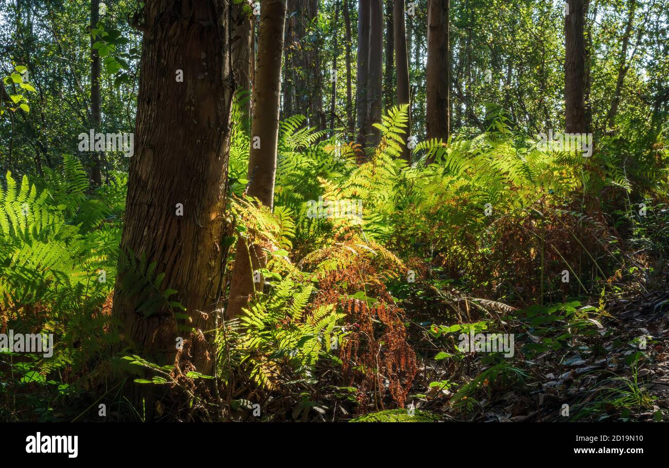 Forêt de fougère et d'eucalyptus à l'aube et contre la lumière. Banque D'Images