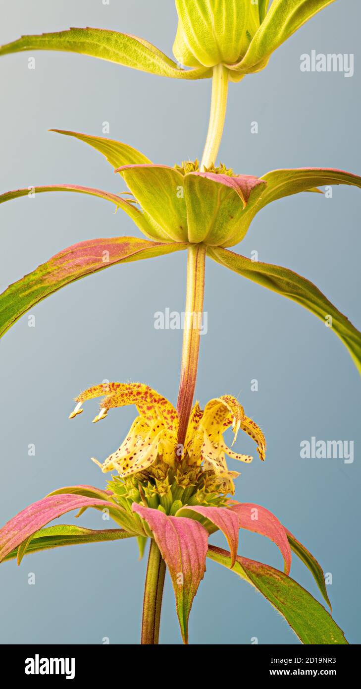 Baleine de fleurs de monarda tacheté (Monarda punctata) entourant la tige. Les bractées roses (feuilles modifiées) aident à attirer les abeilles et autres pollinisateurs vers les fleurs Banque D'Images