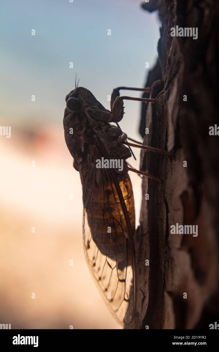 Cicadidae scarabée reposant sur l'écorce du pin, cherchant l'ombre et se  reposant de la chaleur du soleil d'été Photo Stock - Alamy