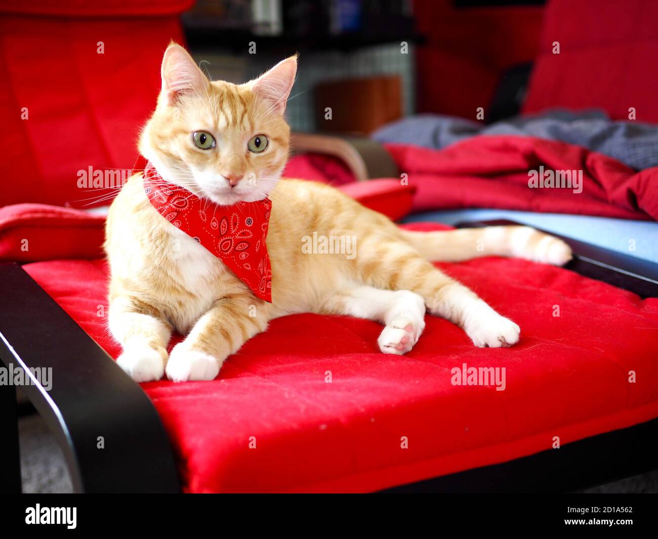 Mika le chat cowboy Banque D'Images