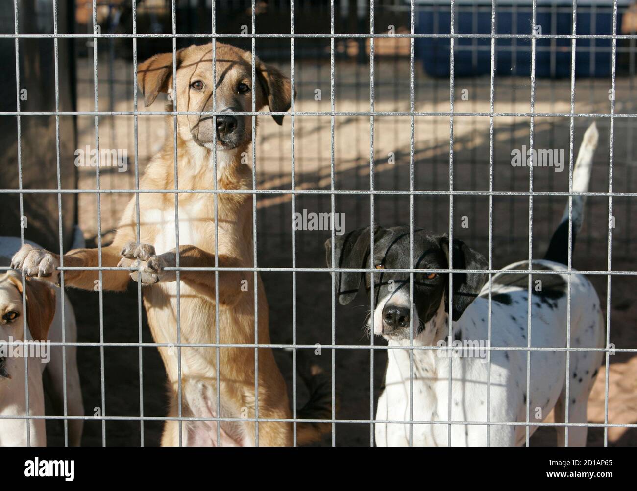Dogs rescued from Lebanon look out from their kennel at the Best Friends  Animal Sanctuary near Kanab, Utah September 26, 2006. About 300 dogs and  cats, displaced by the recent war between