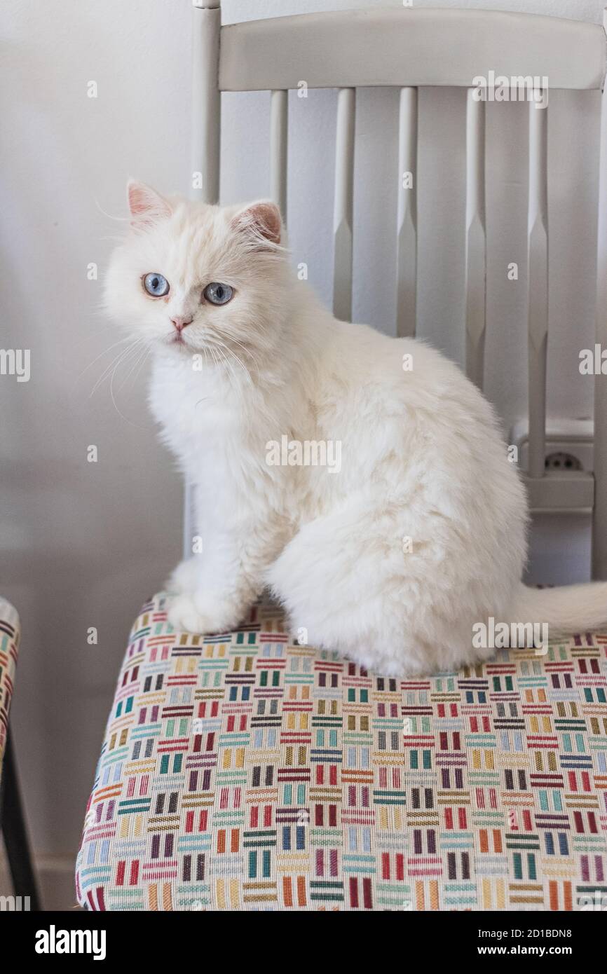 Chat persan blanc assis dans différents endroits et jouant Banque D'Images