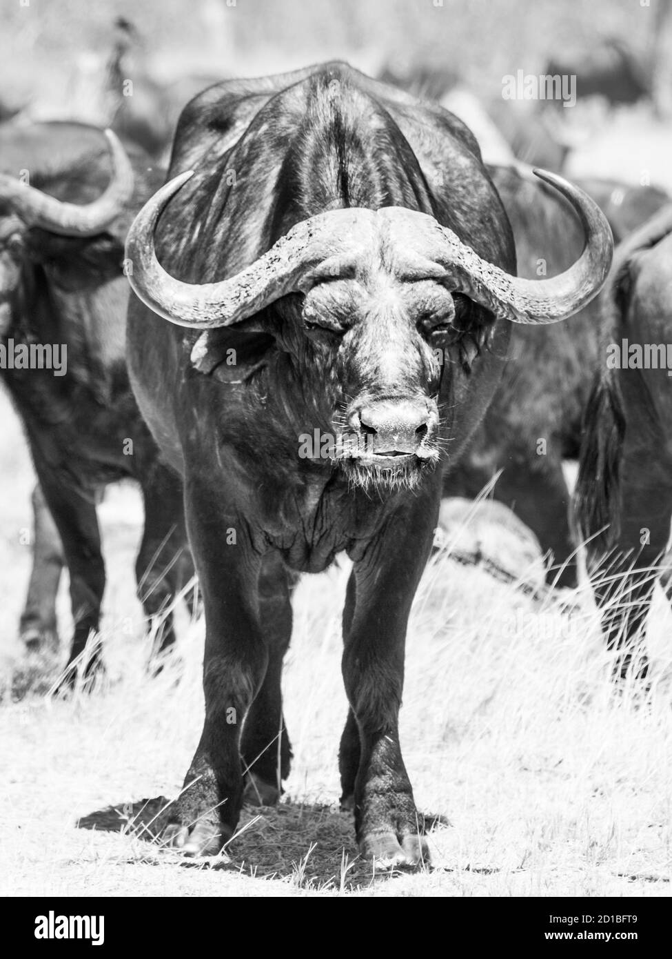 Buffle du cap africain au milieu du troupeau, delta de l'Okavango, Botswana. Image en noir et blanc. Banque D'Images