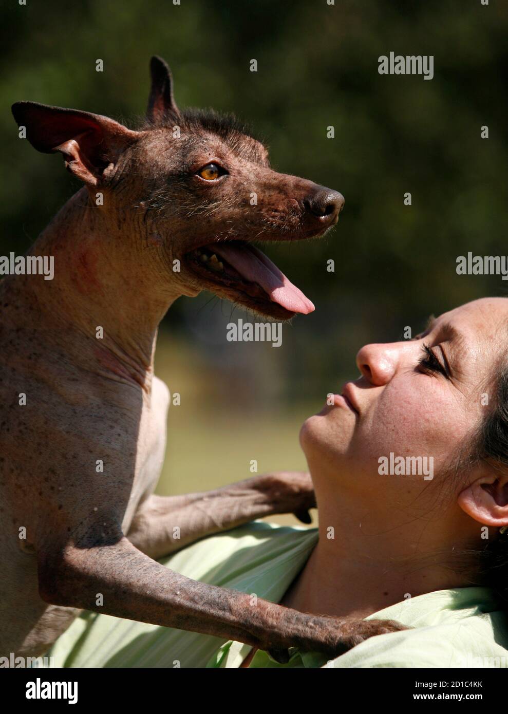 mexican xoloitzcuintle