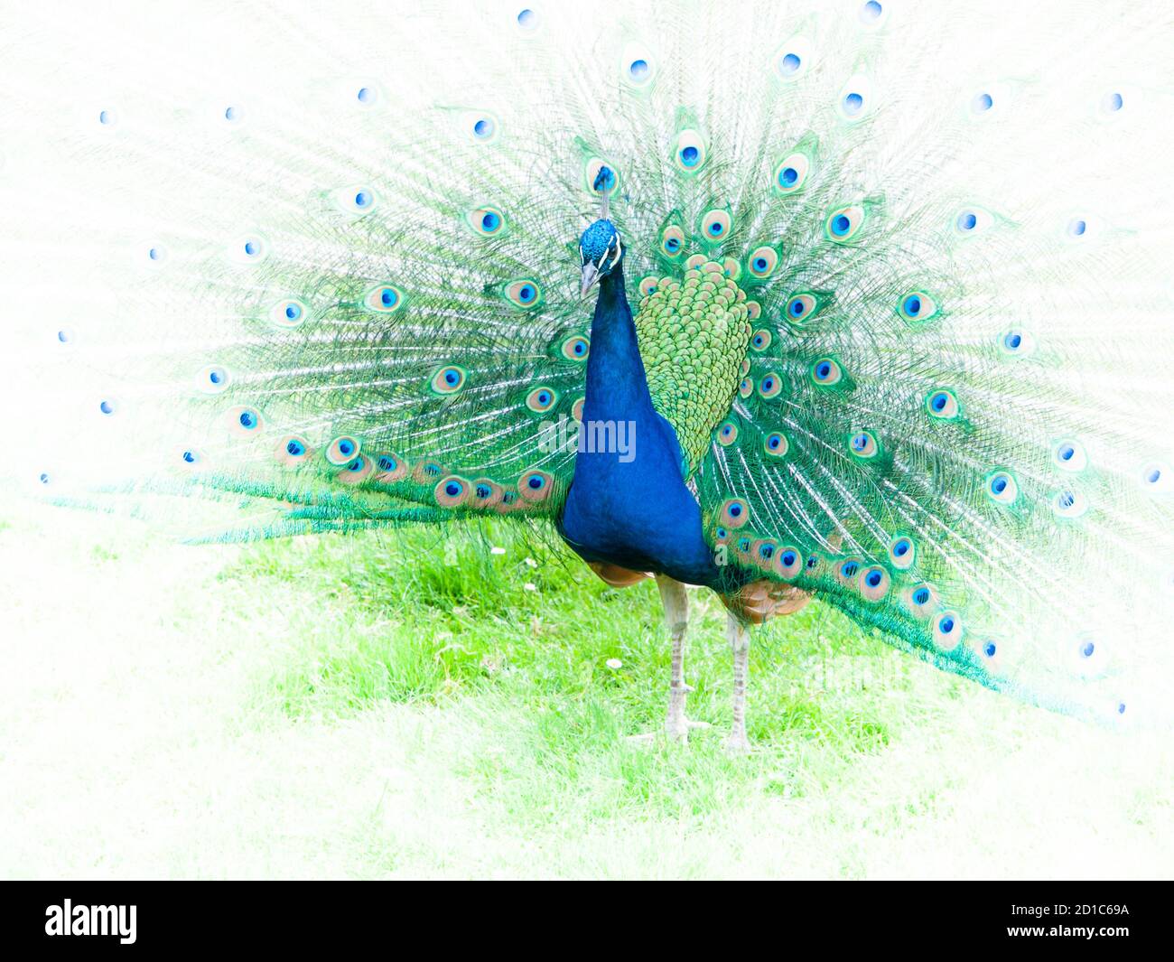 Portrait de paon avec plumes de propagation. Image avec bords blancs. Banque D'Images