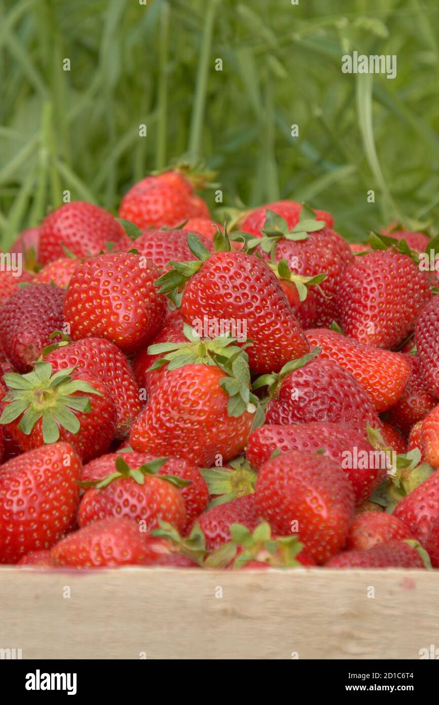 gros plan sur les baies de fraises sur le fond de la nature. Banque D'Images