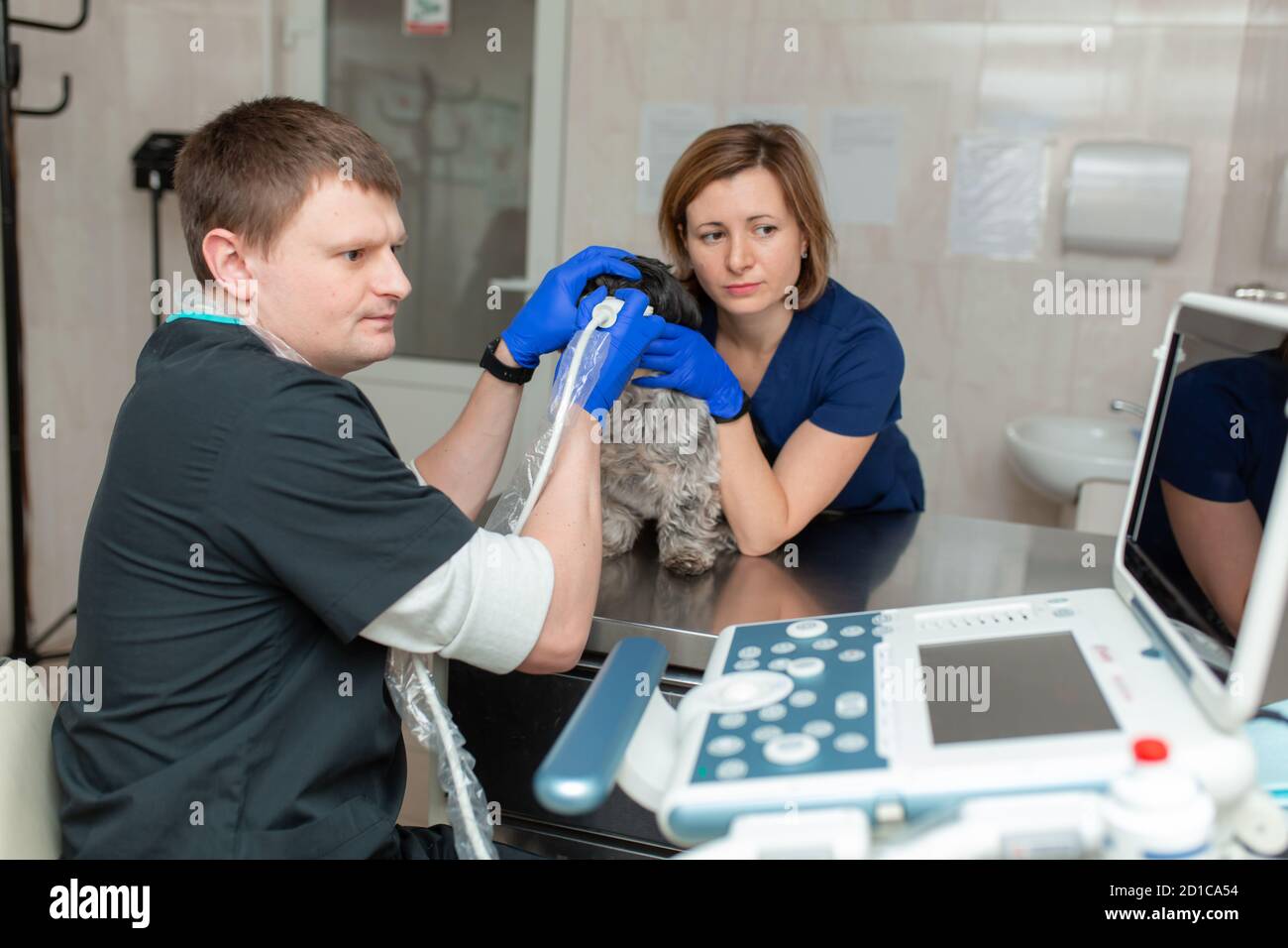 Les vétérinaires ne une échographie de l'œil du chien blessé dans un vétérinaire. Concept de soins de santé des animaux Banque D'Images