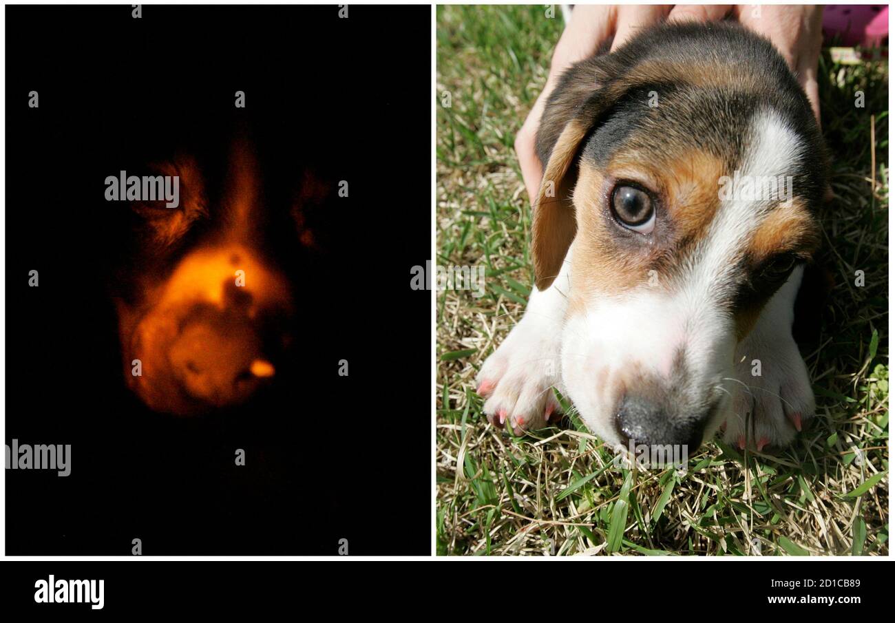 A combination photo shows a cloned fluorescent puppy, a three-month-old  beagle, glowing in the dark under ultra-violet light (L) and under daylight  (R) at Seoul National University's College of Veterinary Medicine in