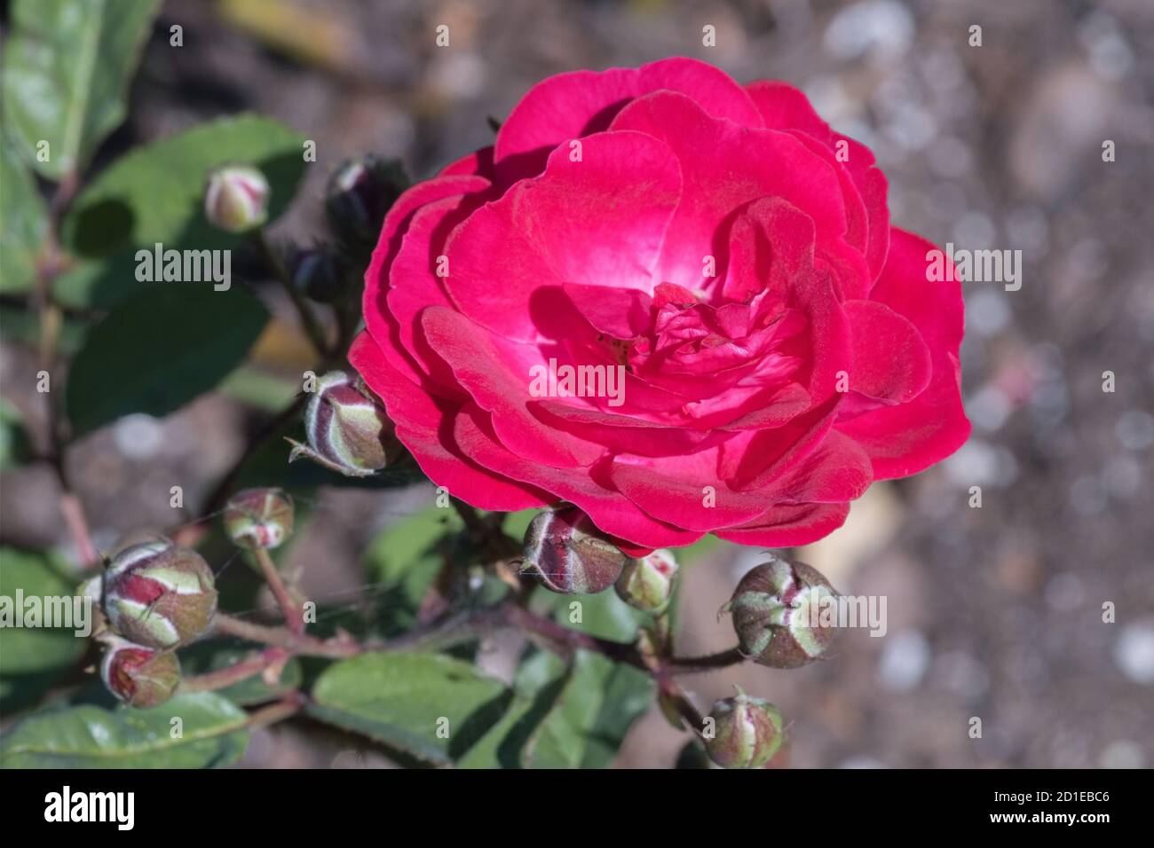 Chine Rose Rosa chinensis est une espèce largement cultivée comme plante ornementale. Banque D'Images