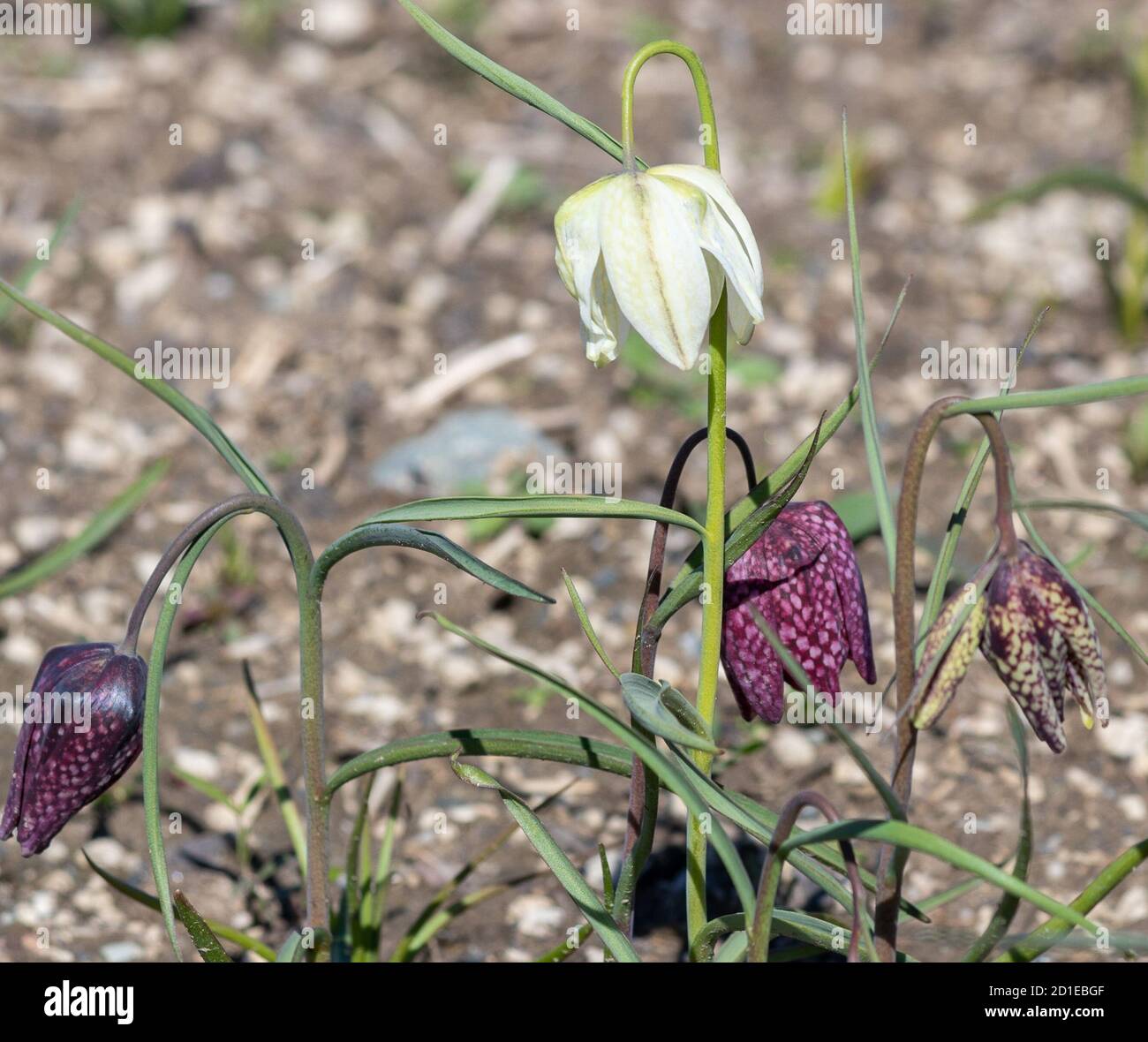 Lilas à carreaux dans la vallée de Skagit, État de Washington Banque D'Images