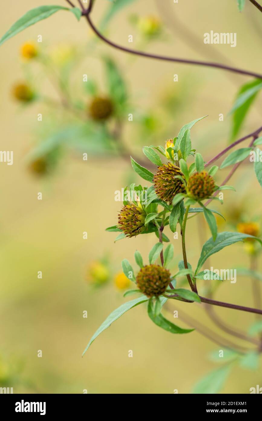 Bidens pilosa var. Pilosa, ville d'Isehara, préfecture de Kanagawa, Japon. Banque D'Images