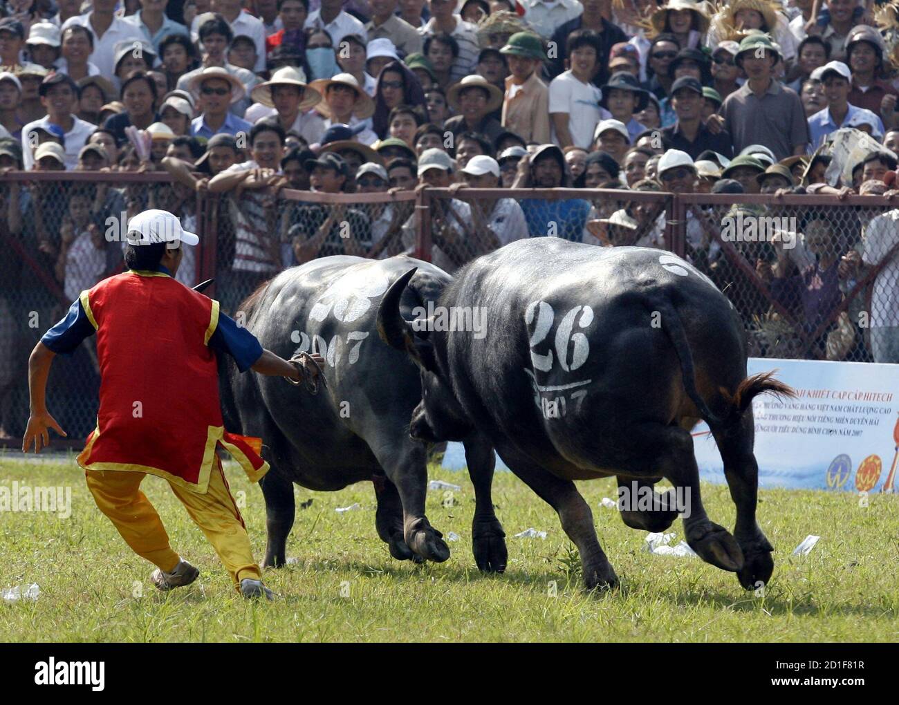 The winning buffalo his opponent as a man tries stop the fight during a buffalo fighting festival in Vietnam's northern Do Son resort town September 19, 2007. Water