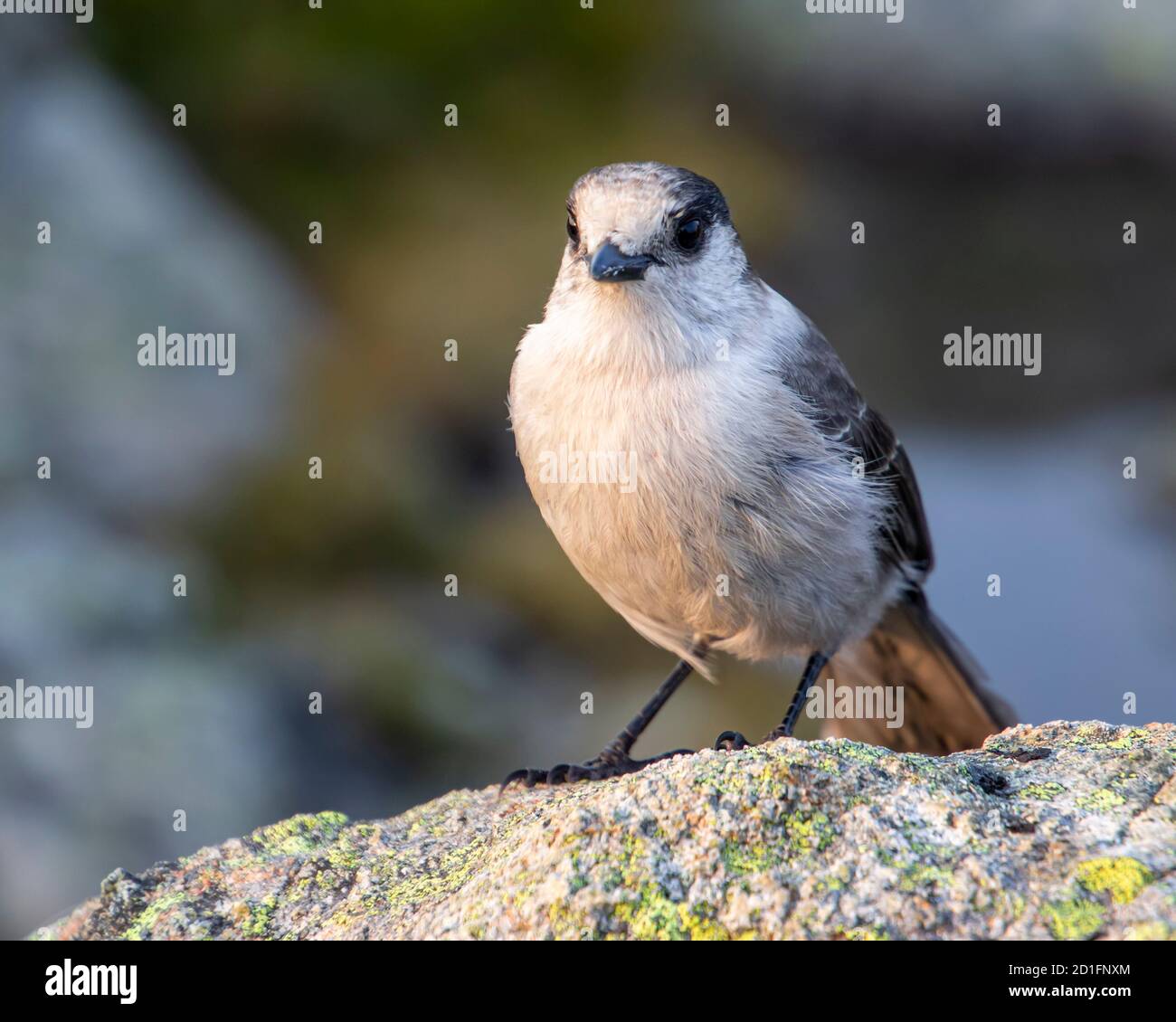 Geai gris assis sur un rocher dans les montagnes. Joli oiseau avec des plumes grises et brunes. Gros plan portrait. Photo d'automne Banque D'Images