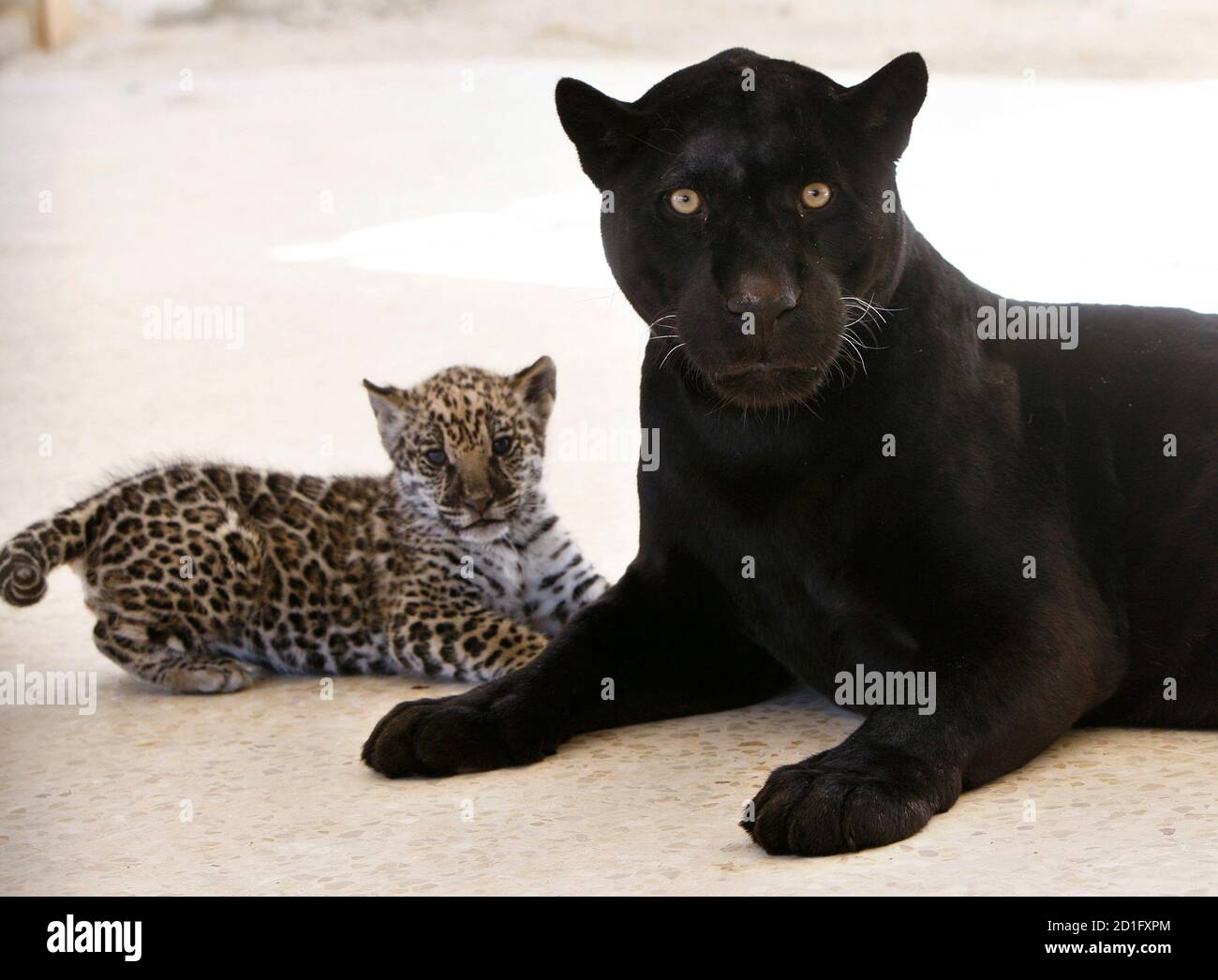Baby Black Jaguar Banque D Image Et Photos Alamy