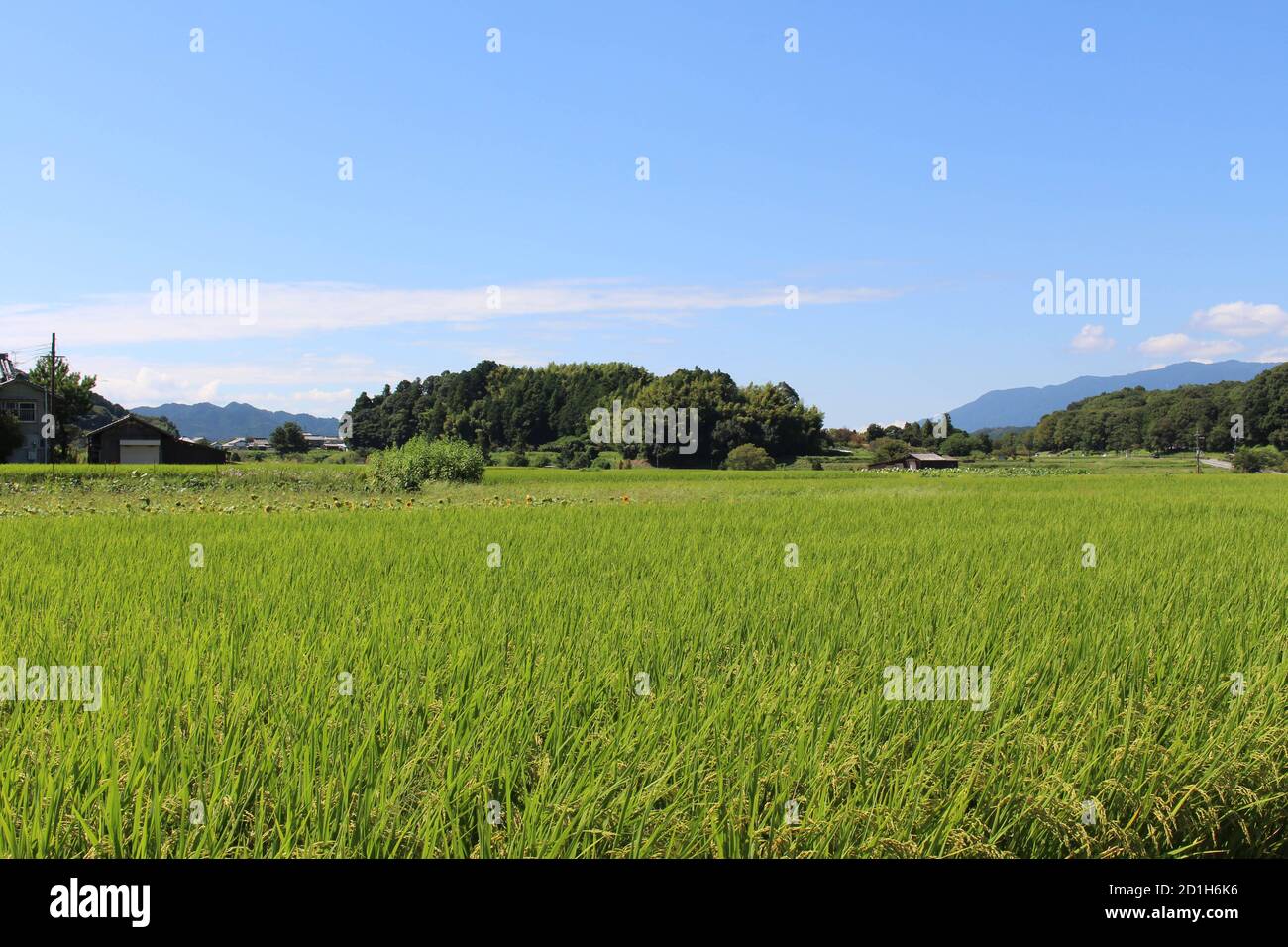 Rizières vertes dans Asuka, Nara, Japon. Pris en septembre 2019. Banque D'Images