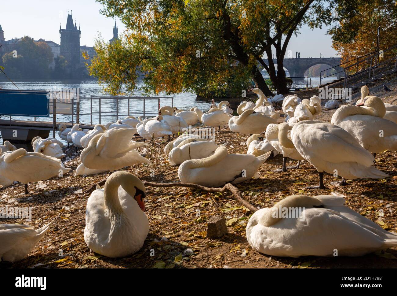 Prague - Le pont Charles et les cygnes sur la rivière Vltava. Banque D'Images