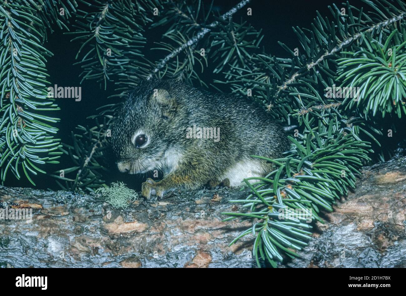 L'écureuil roux juvénile orphelin (Tamiasciurus hudsonicus) se trouve dans le sapin de Douglas des montagnes Rocheuses, Gallatin Gateway Montana USA. Photo prise la nuit. Banque D'Images