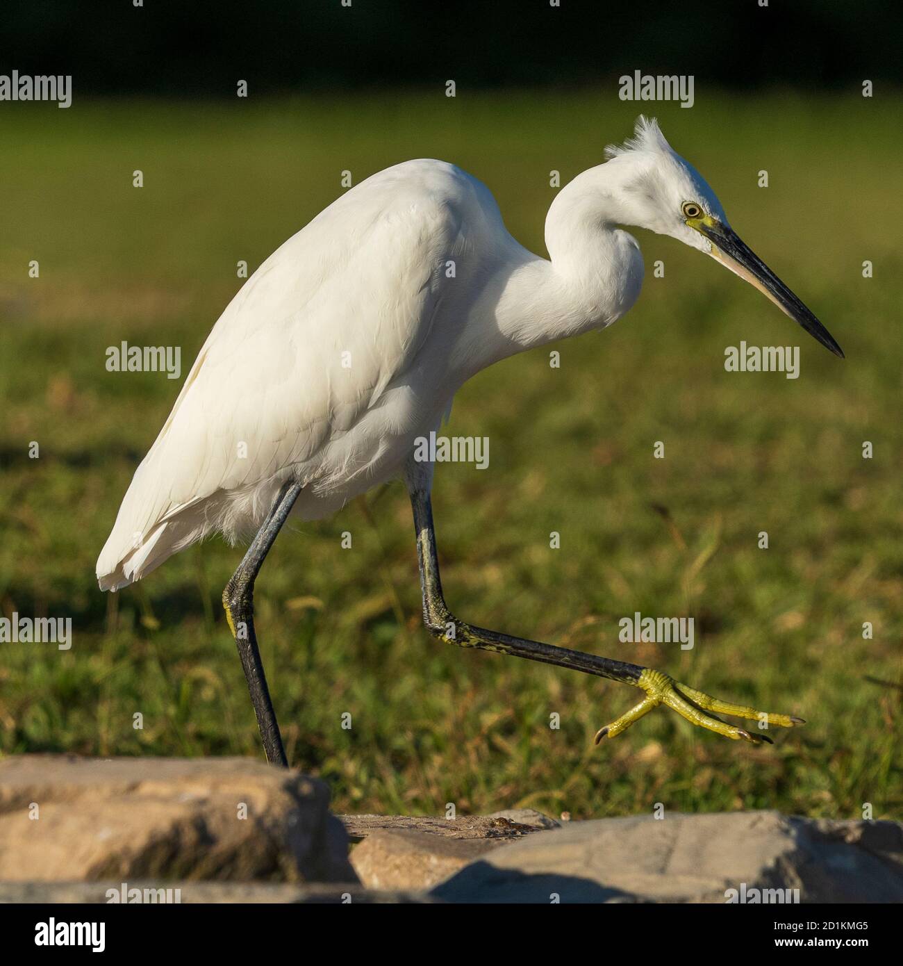 Little Egret Egretta garzetta Costa Ballena Cadiz Espagne Banque D'Images