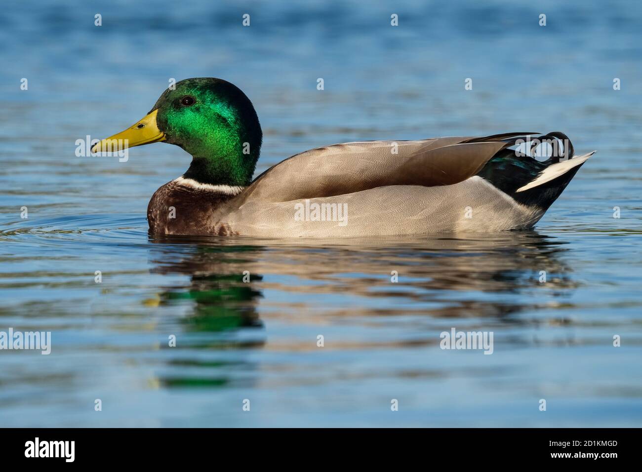 Mallard Anas platyrhynchos Costa Ballena Cadiz Espagne Banque D'Images