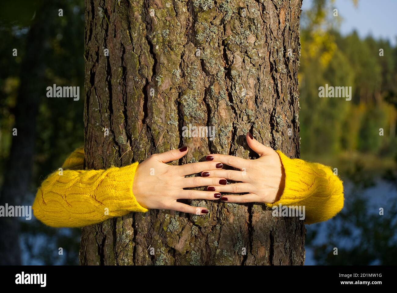 Femme mains embrassant tronc de pin en automne forêt écologie et environnement concept, mode de vie écologique - changer le monde, la protection de la vie et de la planète Banque D'Images