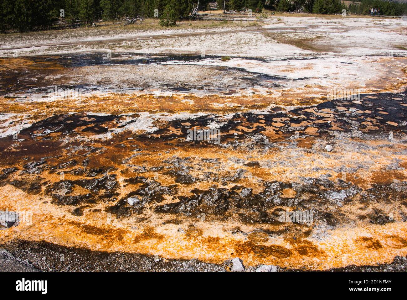 Tapis bactérien, Upper Geyser Basin, parc national de Yellowstone, Wyoming, États-Unis. Banque D'Images