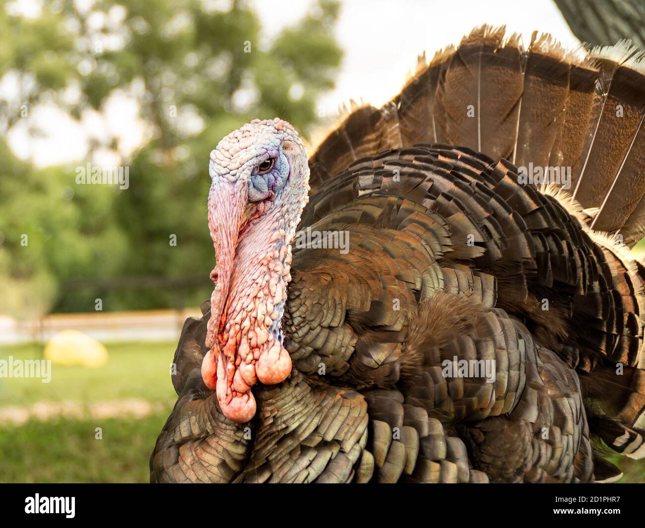 une dinde mâle dans la nature a un beau plumage luxuriant et un caractère tempéré Banque D'Images