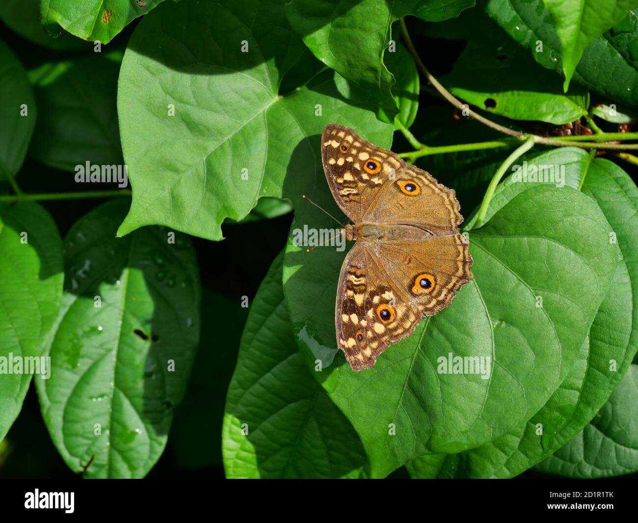 Le papillon du citron Pansy (Junonia lemonias) avec le motif semblable aux yeux sur les ailes, insecte sur la feuille avec fond vert naturel, Thailan Banque D'Images