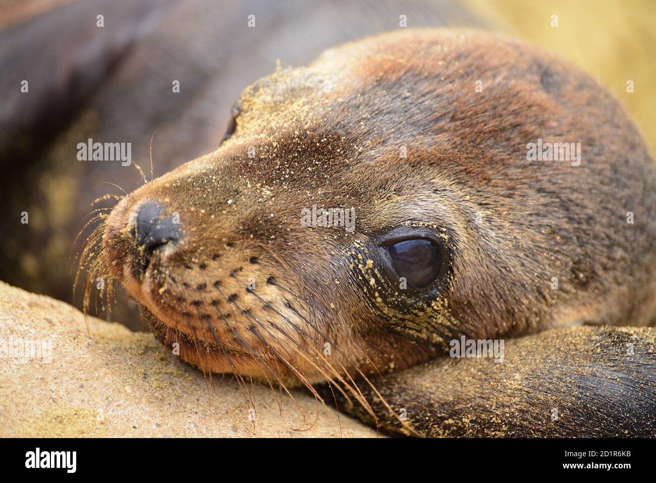 Portrait de la tête du lion de la mer de Galapagos (Zalophus wollebaeki). Îles Galapagos, Équateur Banque D'Images
