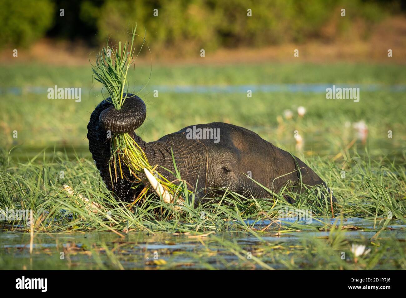 Éléphant mangeant de l'herbe en se tenant dans l'eau de la rivière Chobe Au Botswana Banque D'Images