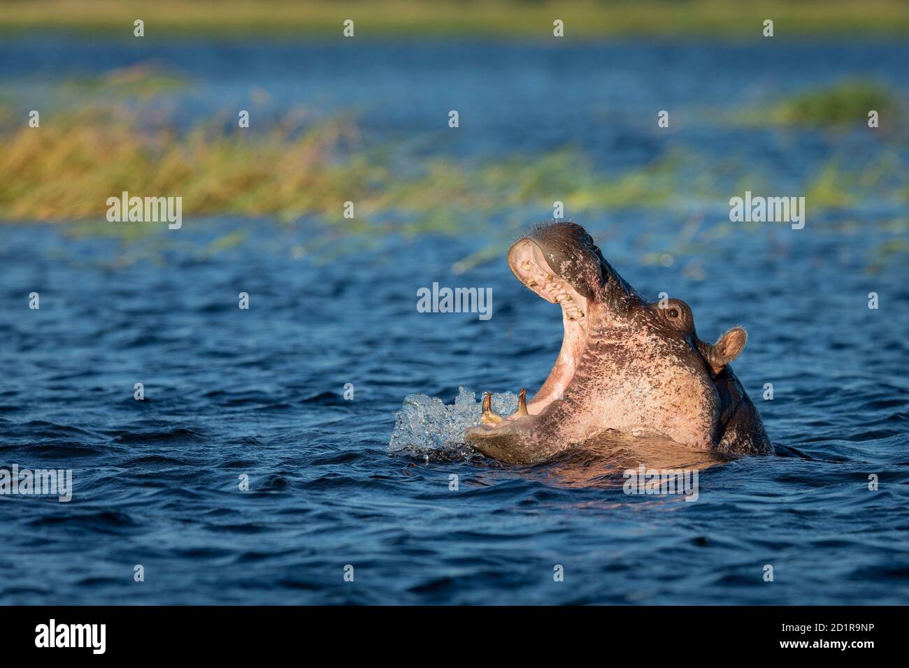 Jeune hippopotame dans l'eau bâillant avec la bouche ouverte dans Chobe Rivière au Botswana Banque D'Images